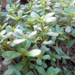 Kulfa or Purslane Cultivation
