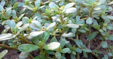 Kulfa or Purslane Cultivation