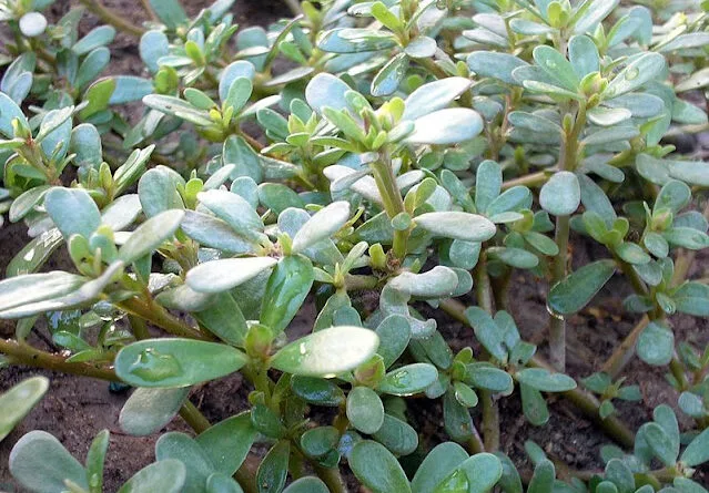 Kulfa or Purslane Cultivation