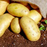 Cultivation of Potato in India