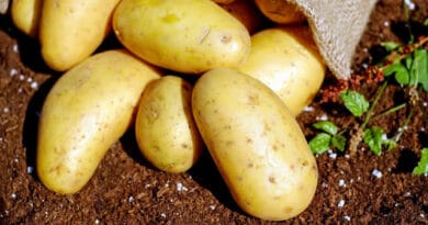 Cultivation of Potato in India