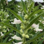 Cultivation of Sesame ( Til)