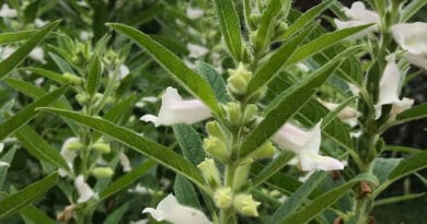 Cultivation of Sesame ( Til)