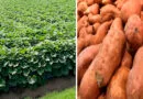 Cultivation of Sweet Potato ( Sakharkanda)