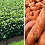 Cultivation of Sweet Potato ( Sakharkanda)