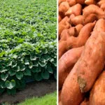 Cultivation of Sweet Potato ( Sakharkanda)
