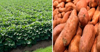 Cultivation of Sweet Potato ( Sakharkanda)