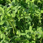 Cultivation of Berseem:
