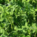 Cultivation of Berseem: