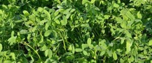 Cultivation of Berseem ; A complete Information Guide - Agrovista-Farming
