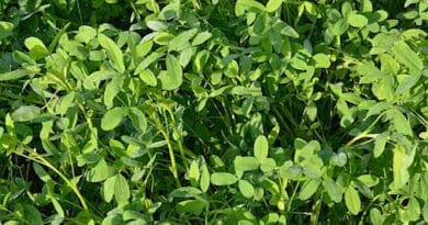 Cultivation of Berseem: