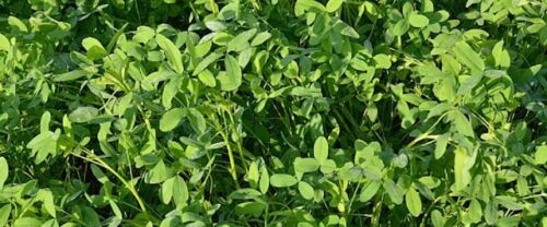 Cultivation of Berseem: