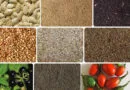 Easy Steps to Produce Your Own Vegetable Seeds