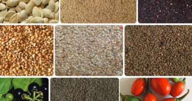 Easy Steps to Produce Your Own Vegetable Seeds