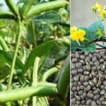 Cultivation of Black Gram (Urad);