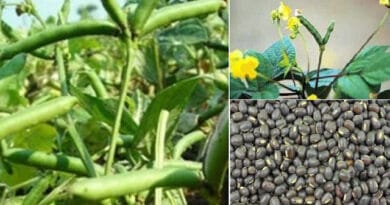 Cultivation of Black Gram (Urad);