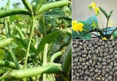 Cultivation of Black Gram (Urad);