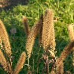 Cultivation of Kakun or Foxtail Millet; Complete Information Guide
