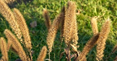 Cultivation of Kakun or Foxtail Millet; Complete Information Guide