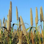 Cultivation of Pearl millet or Bajra