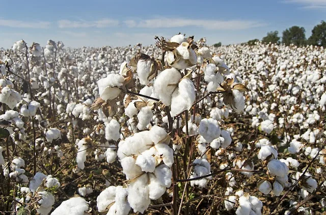 Cultivation of Cotton;