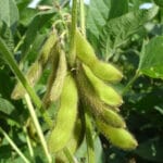 Cultivation of Soybean