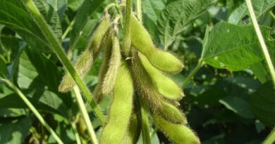 Cultivation of Soybean