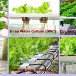 cultivation-of-strawberry-crop