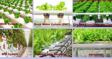 cultivation-of-strawberry-crop