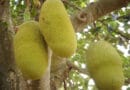 Jackfruit or Kathhal Cultivation