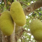 Jackfruit or Kathhal Cultivation