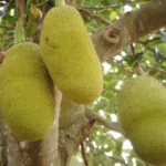 Jackfruit or Kathhal Cultivation