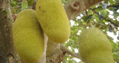 Jackfruit or Kathhal Cultivation; A Complete Information Guide