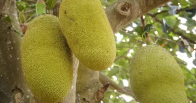 Jackfruit or Kathhal Cultivation