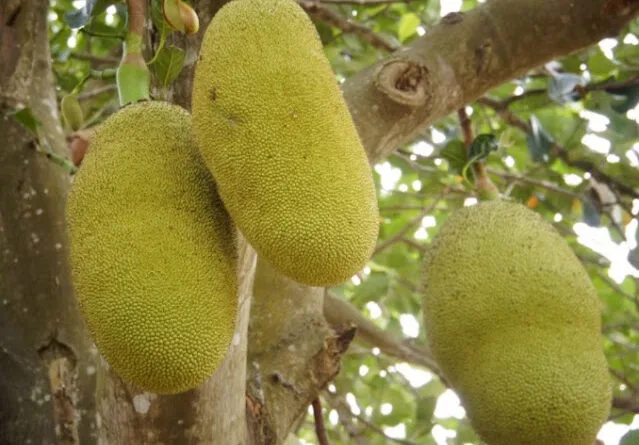 Jackfruit or Kathhal Cultivation