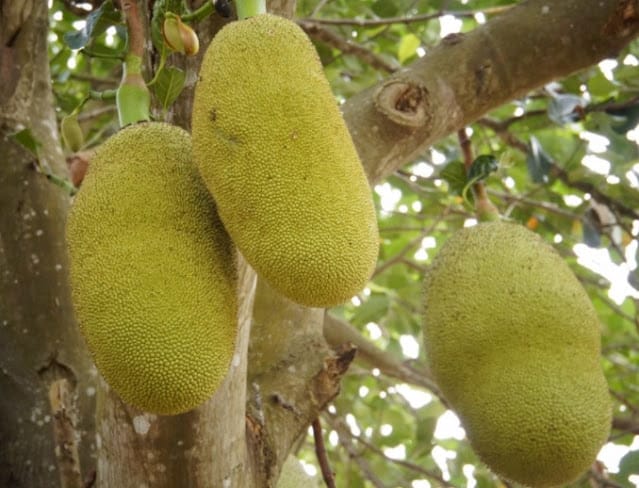 Jackfruit or Kathhal Cultivation