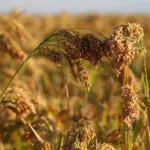 https://agrovistafarming.com/proso-millet-or-cheena-cultivation