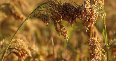 https://agrovistafarming.com/proso-millet-or-cheena-cultivation