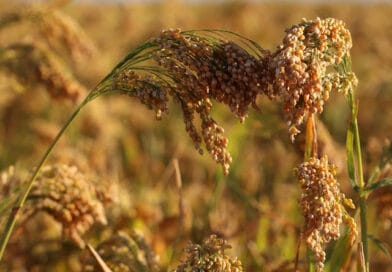 https://agrovistafarming.com/proso-millet-or-cheena-cultivation