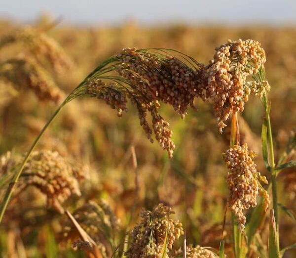 https://agrovistafarming.com/proso-millet-or-cheena-cultivation