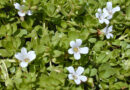 Cultivation of Medicinal Plant ‘Brahmi ‘ (Bacopa monnieri ) in India