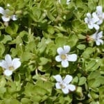 Cultivation of Medicinal Plant 'Brahmi