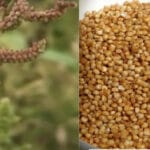 Barnyard Millet, or Sawan Cultivation, in India