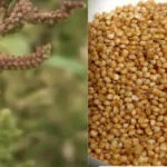 Barnyard Millet, or Sawan Cultivation, in India