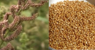 Barnyard Millet, or Sawan Cultivation, in India