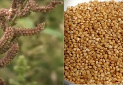 Barnyard Millet, or Sawan Cultivation, in India