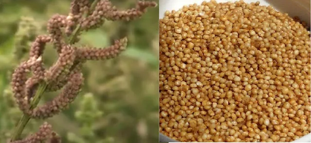 Barnyard Millet, or Sawan Cultivation, in India