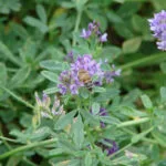 Cultivation of Lucerne (Medicago sativa) or Alfalfa in India