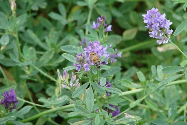 Cultivation of Lucerne (Medicago sativa) or Alfalfa in India