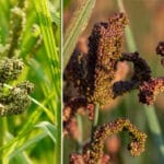 Cultivation of Finger Millet ( Mandua or Ragi
